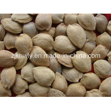 Sweet Almond in Shell (longwangmao 19-22mm)